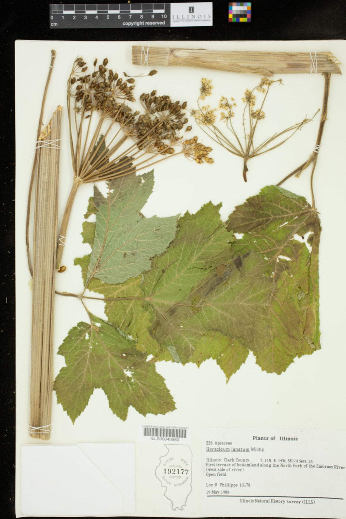 Heracleum lanatum image