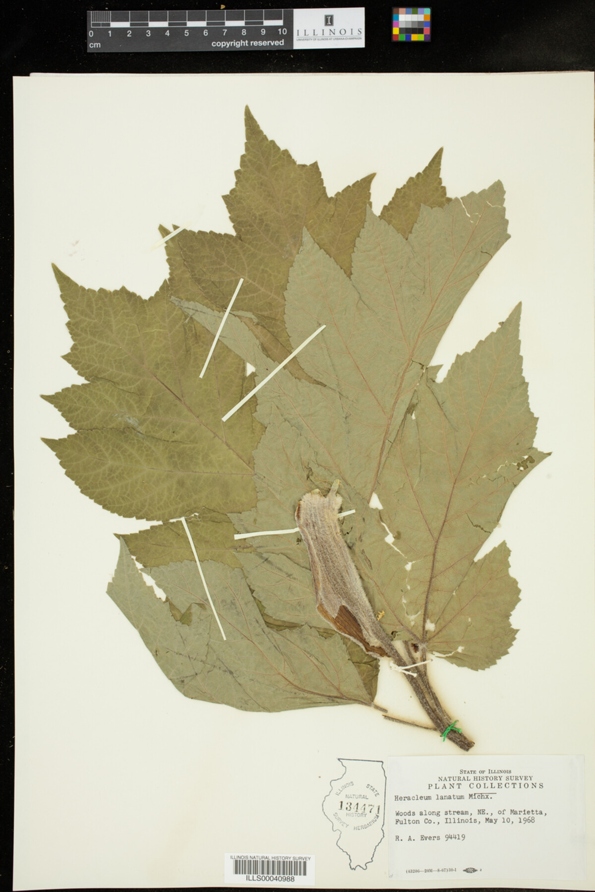 Heracleum lanatum image