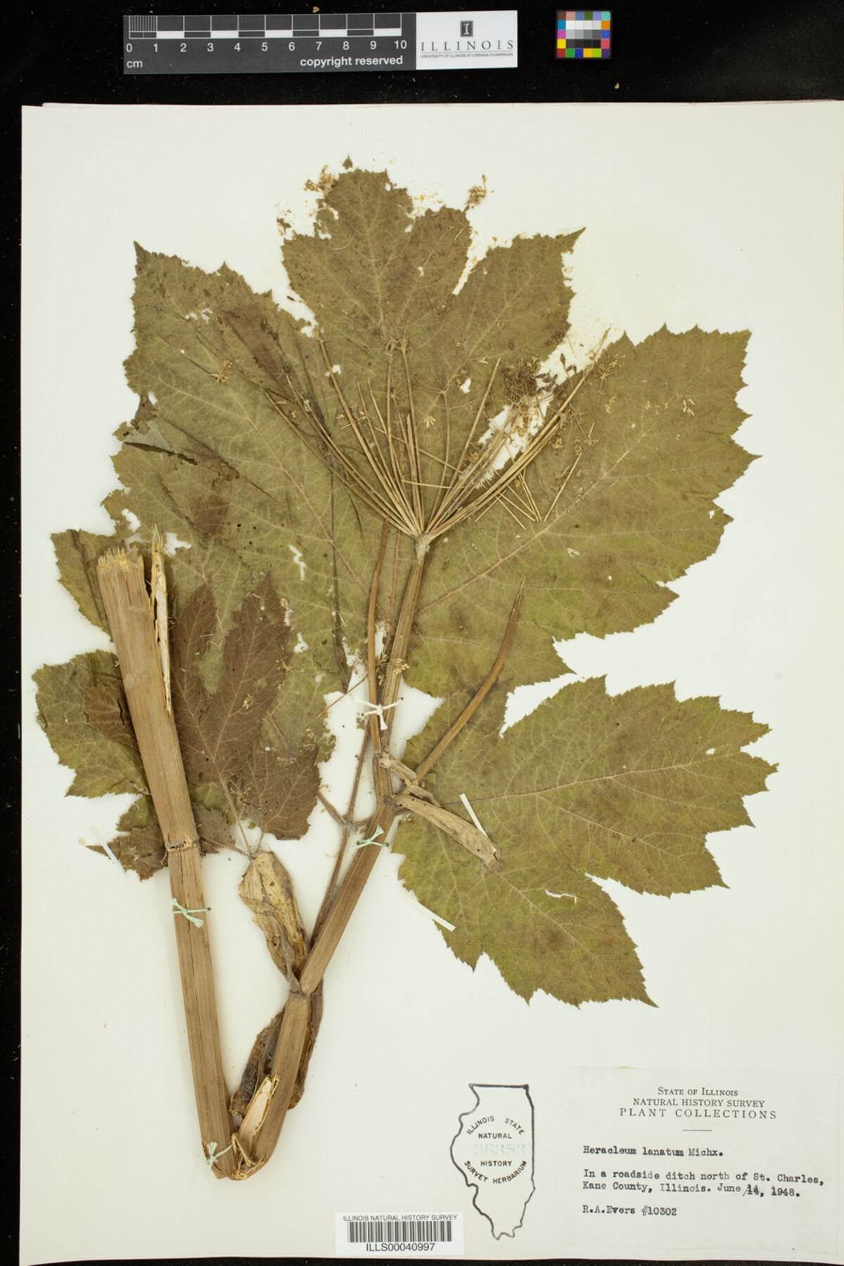 Heracleum lanatum image