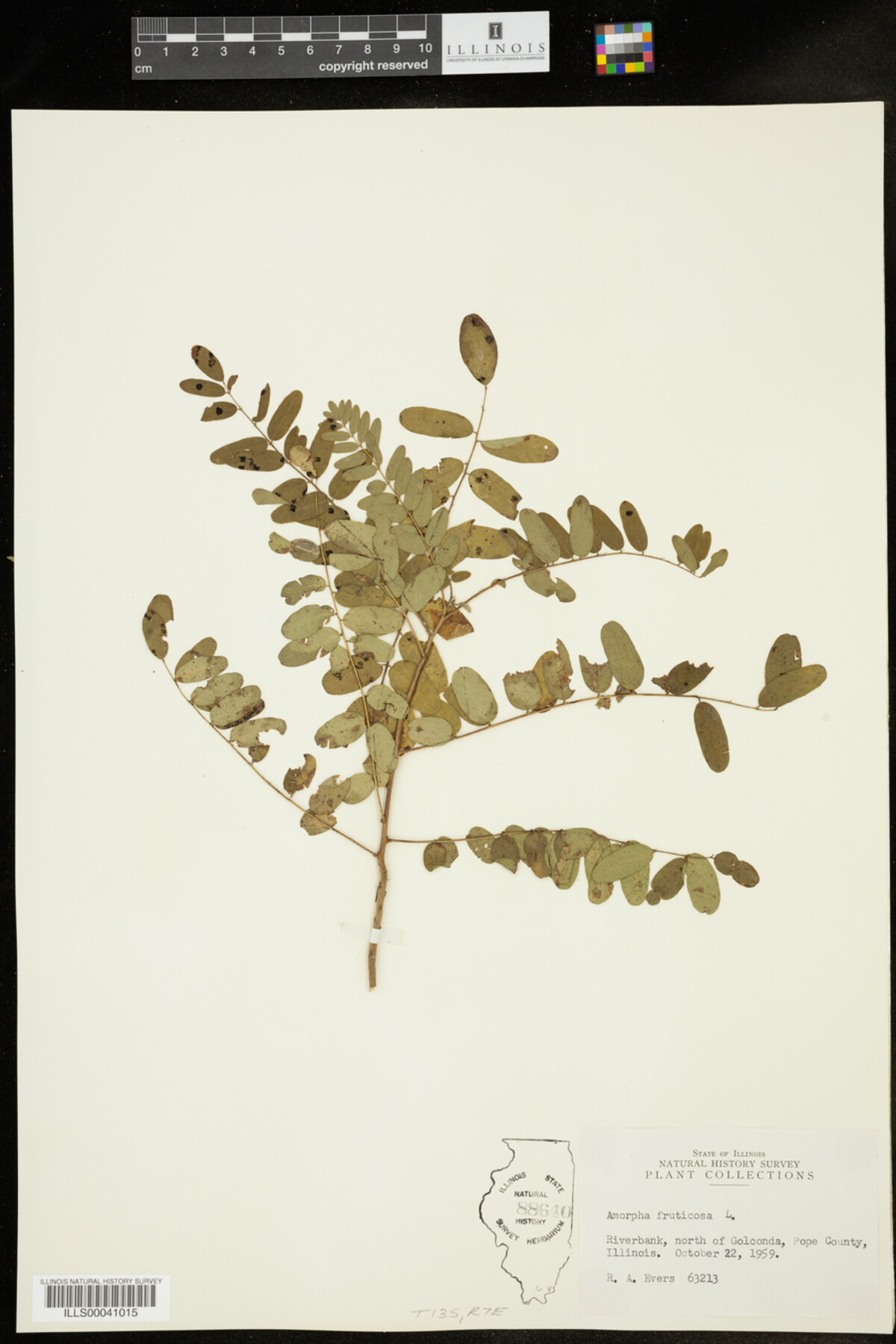 Amorpha fruticosa image