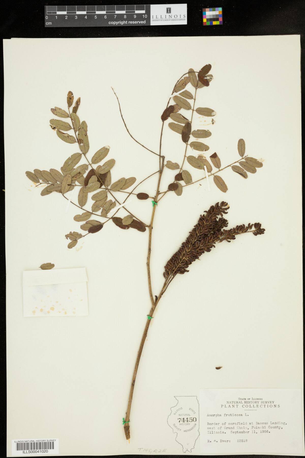 Amorpha fruticosa image