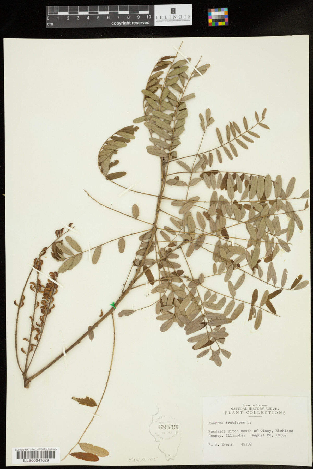 Amorpha fruticosa image