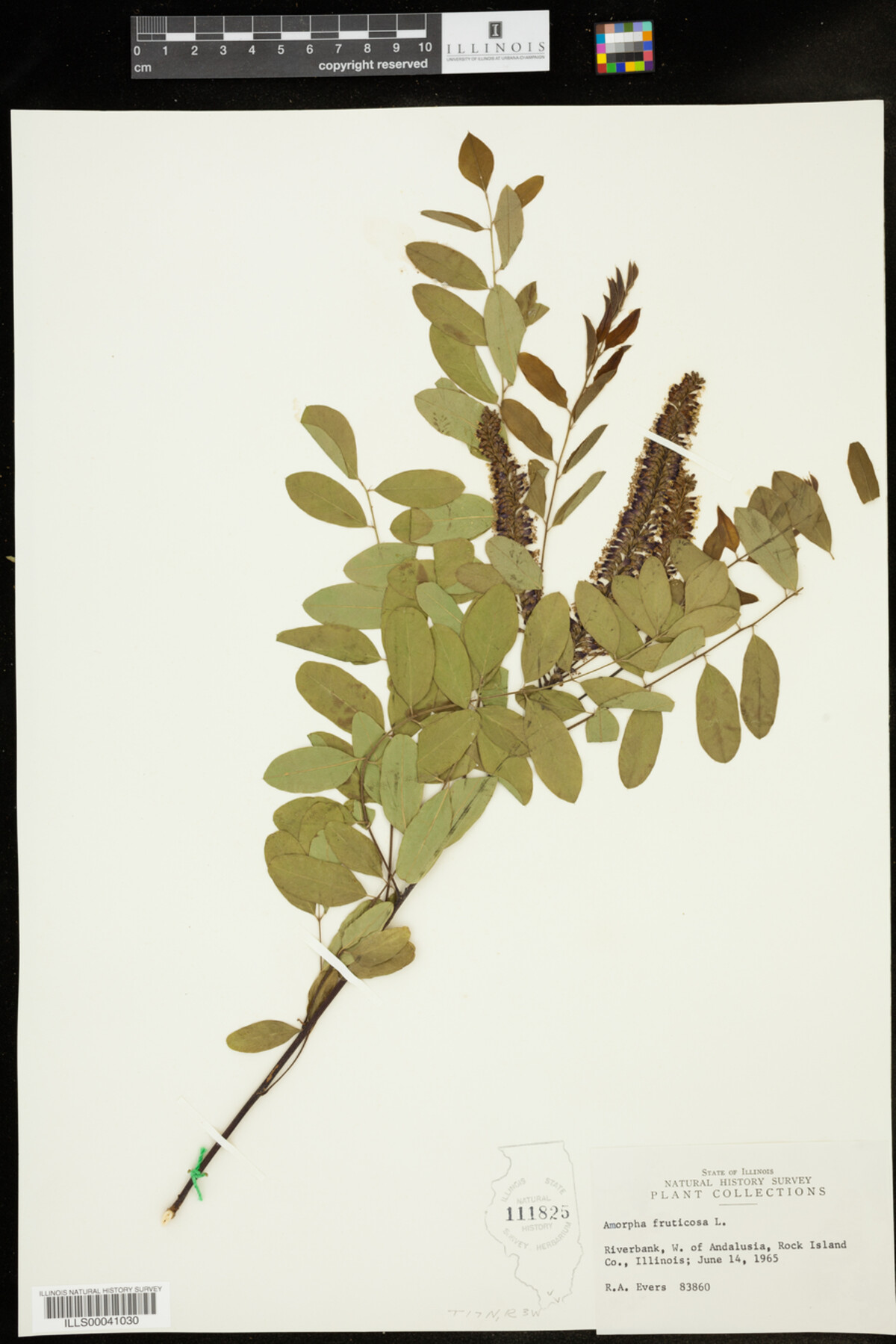 Amorpha fruticosa image