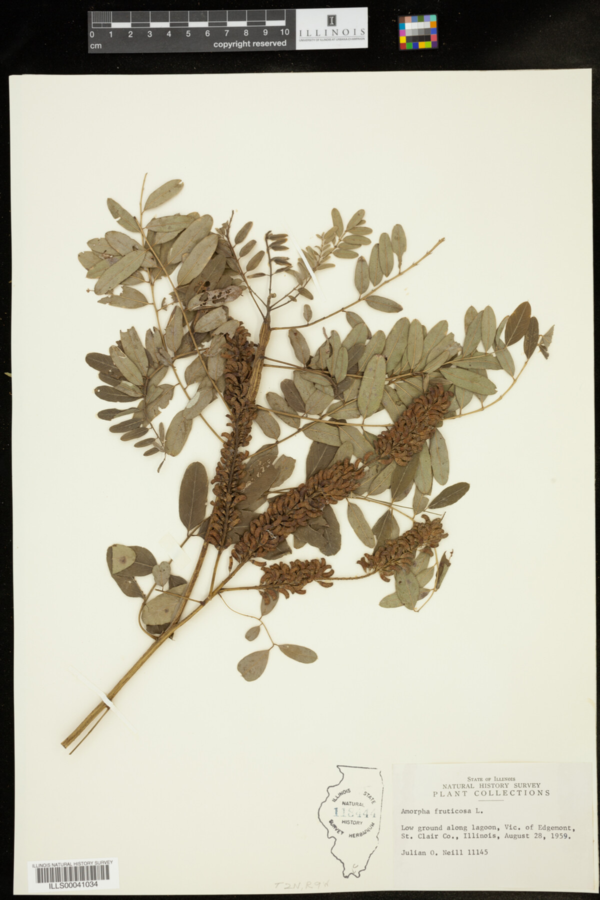 Amorpha fruticosa image