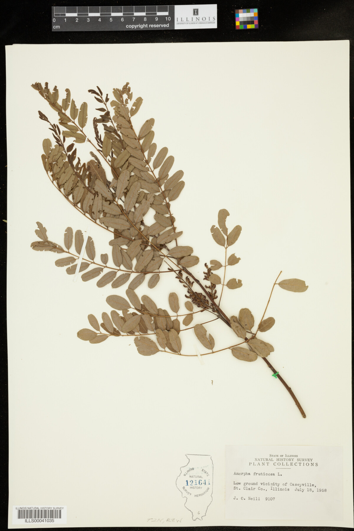 Amorpha fruticosa image