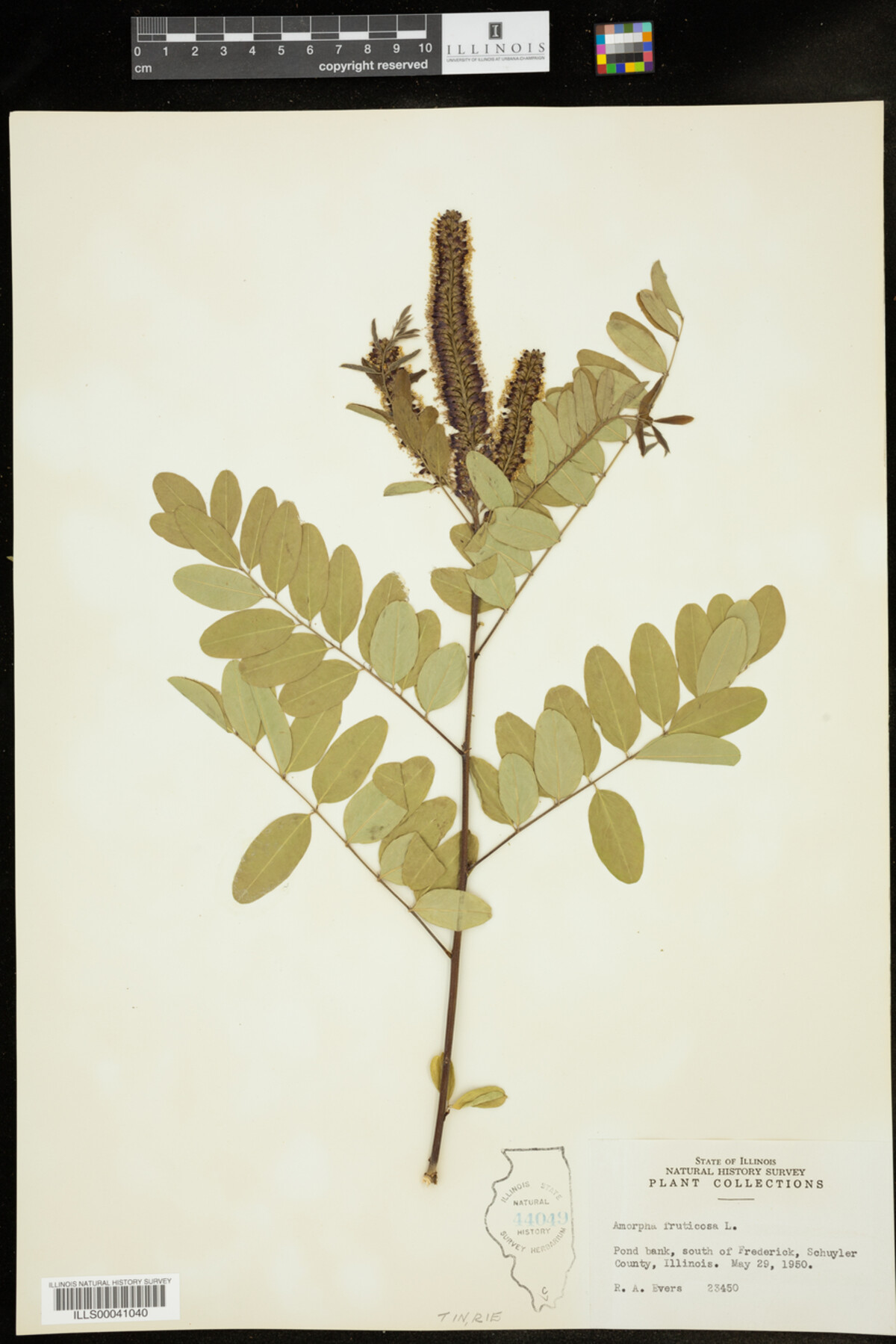 Amorpha fruticosa image