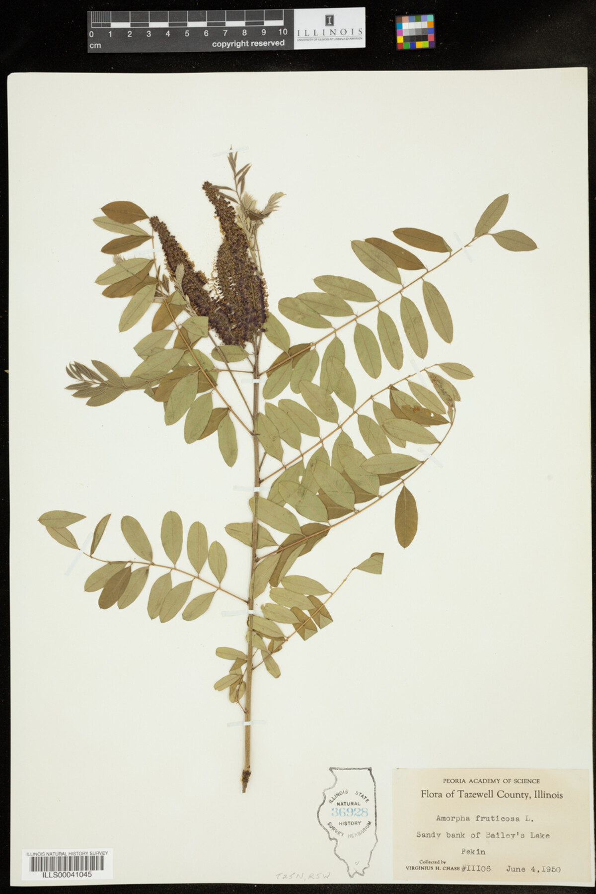 Amorpha fruticosa image