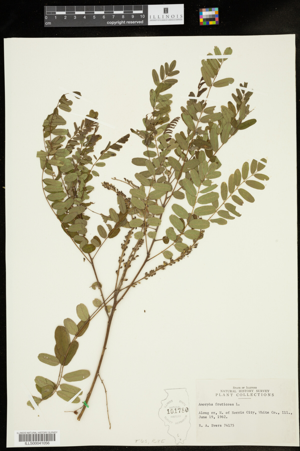 Amorpha fruticosa image