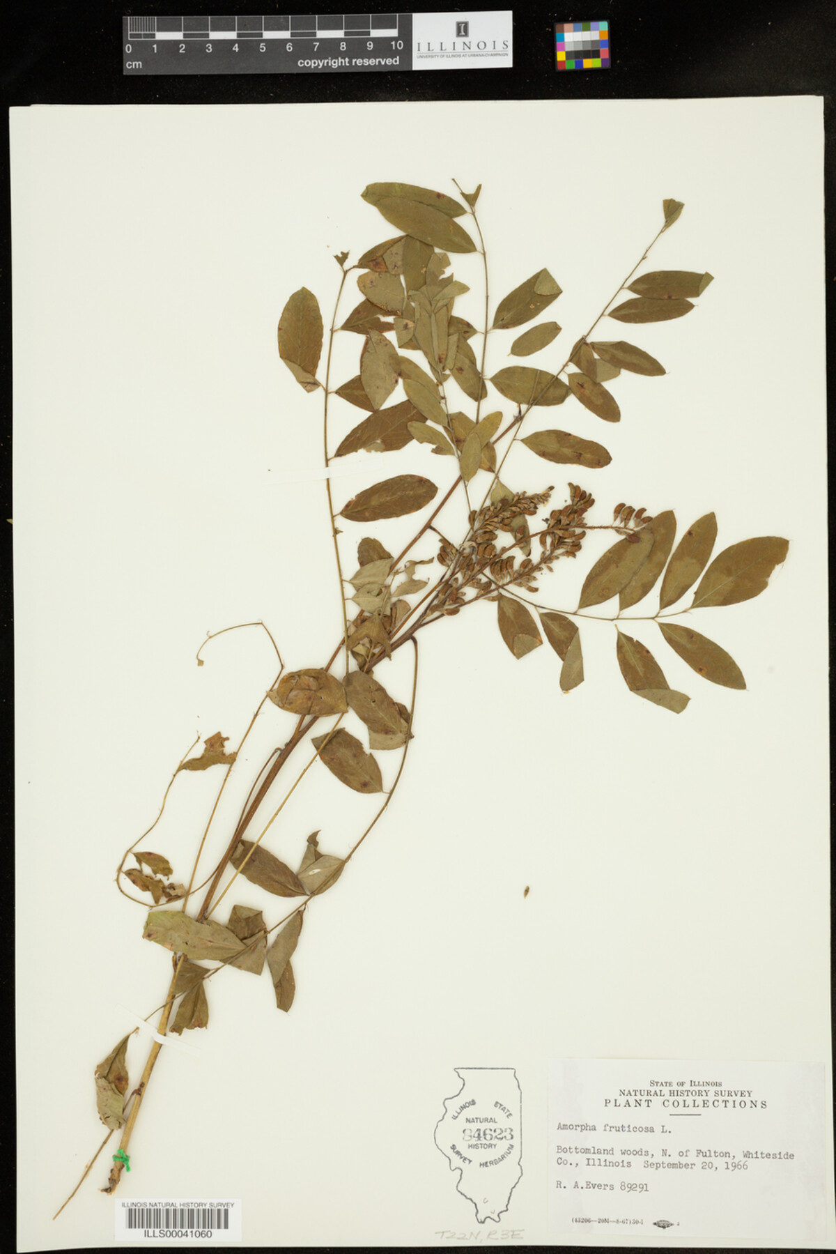 Amorpha fruticosa image