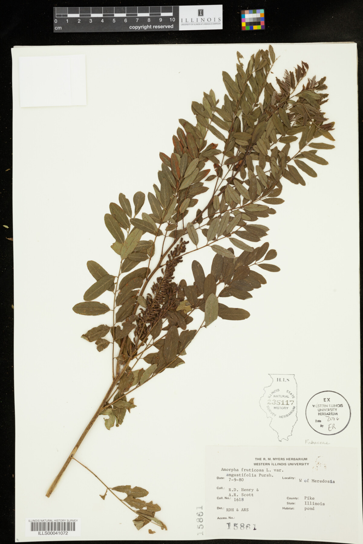 Amorpha fruticosa image