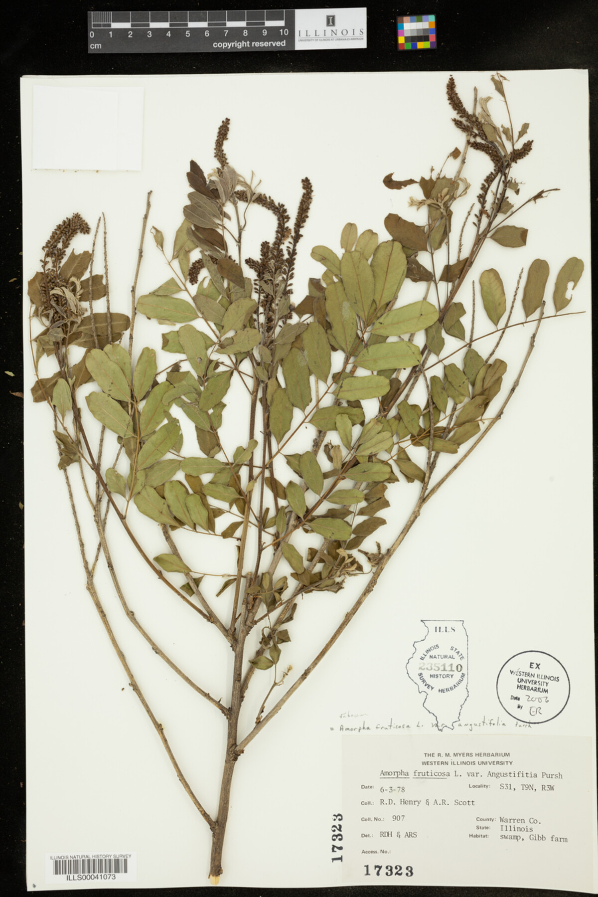 Amorpha fruticosa image