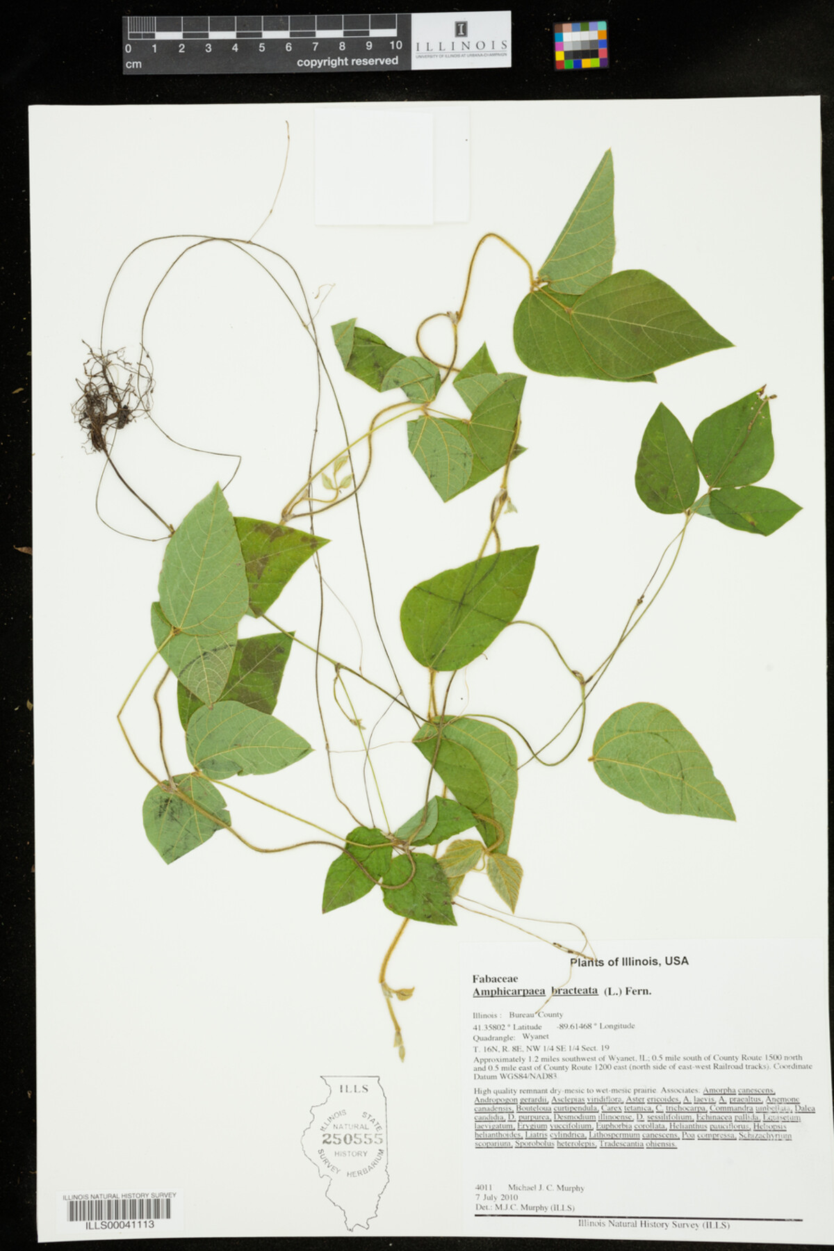 Amphicarpaea bracteata image