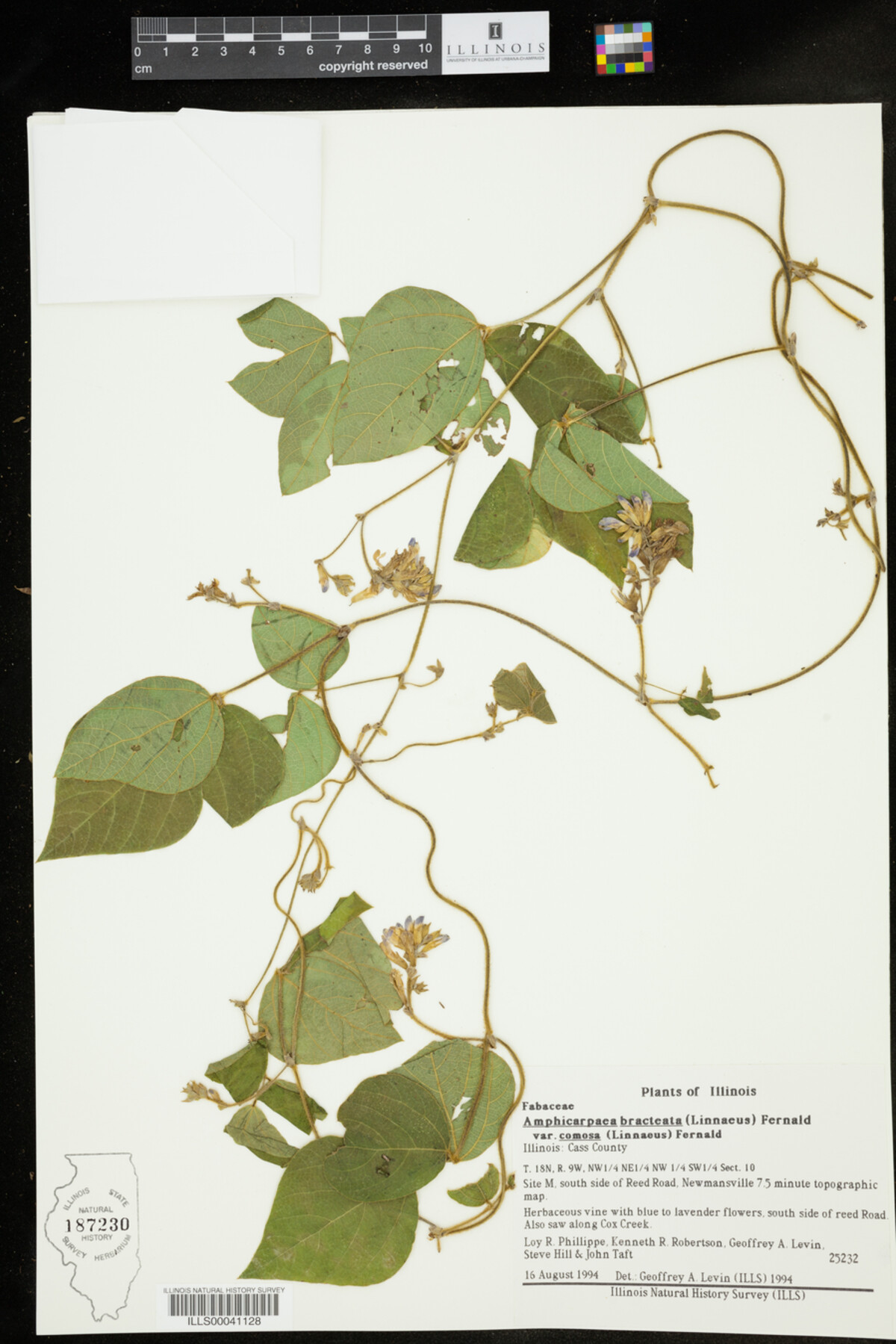 Amphicarpaea bracteata var. comosa image