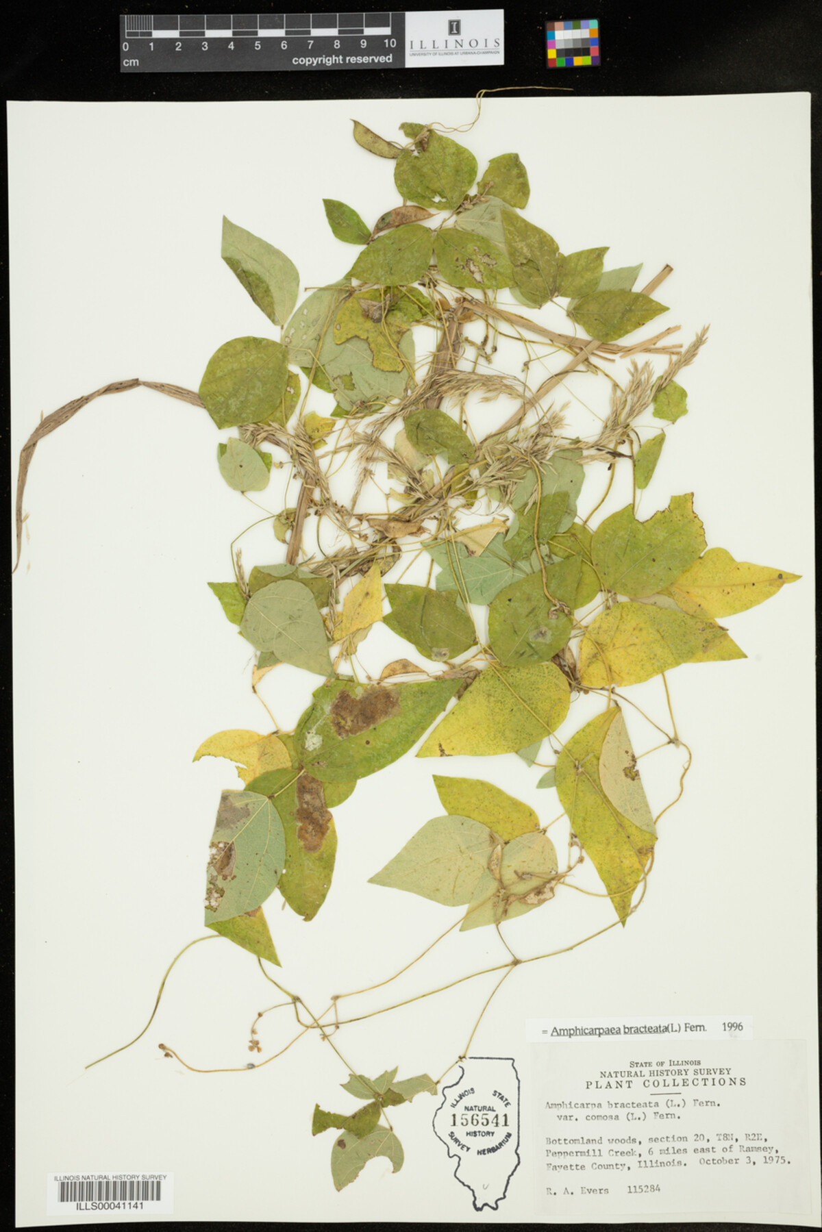 Amphicarpaea bracteata image