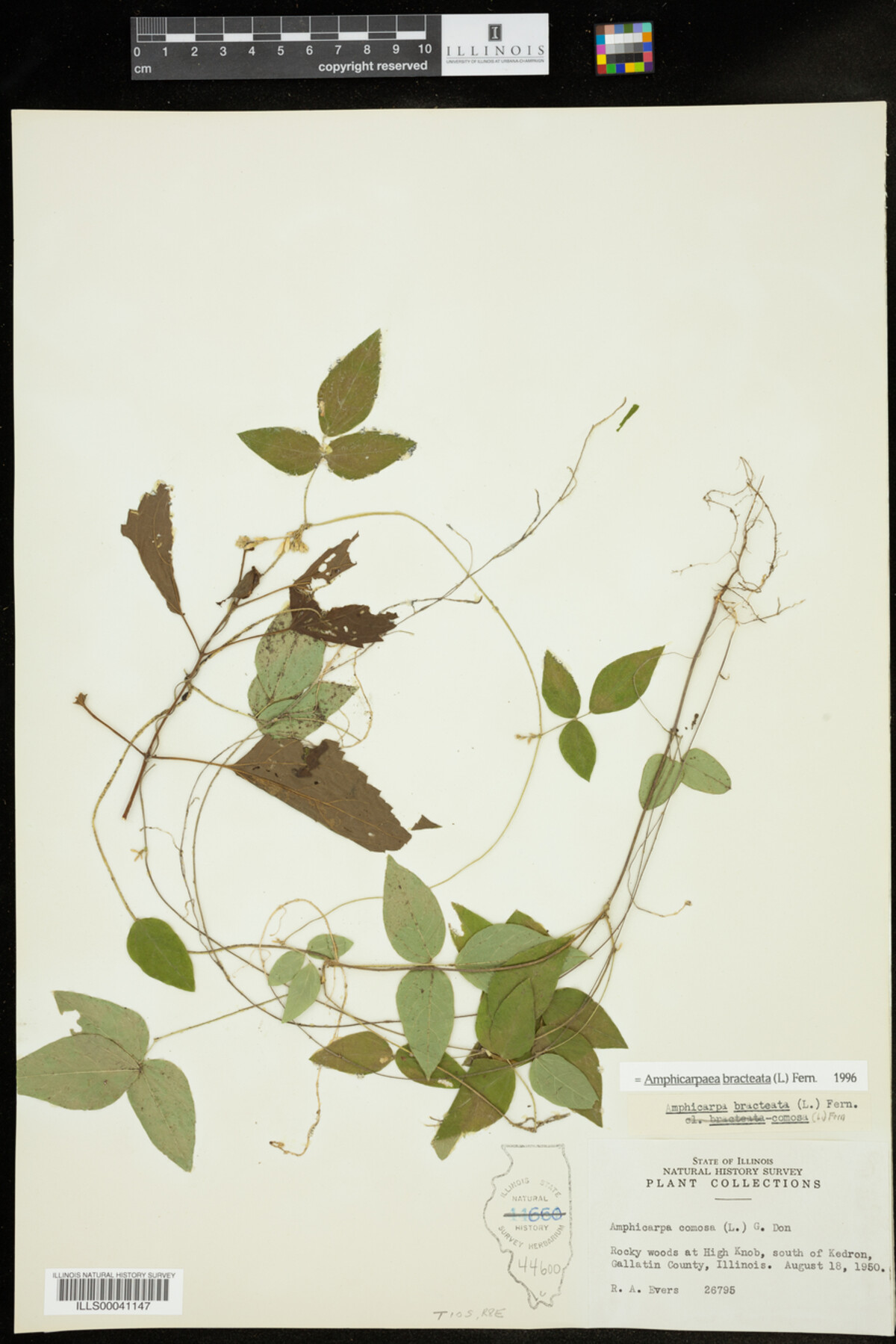 Amphicarpaea bracteata image