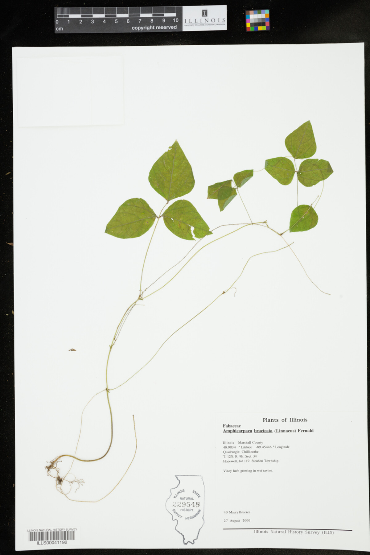Amphicarpaea image