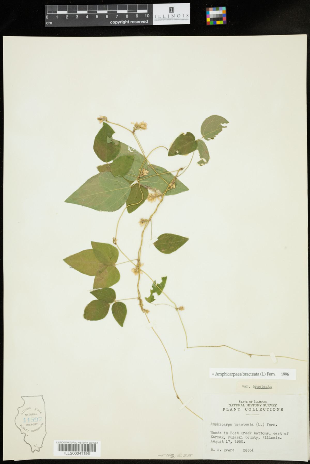 Amphicarpaea bracteata image