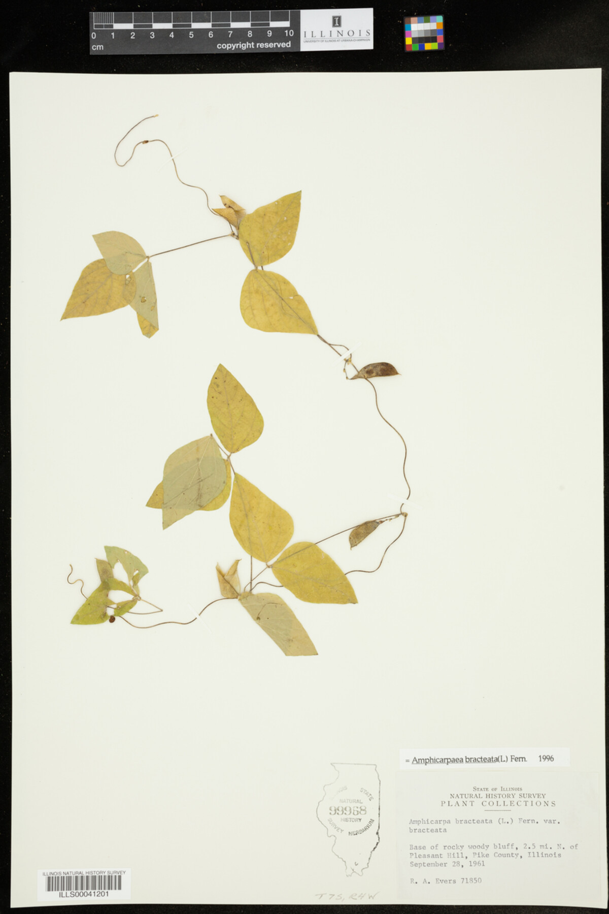 Amphicarpaea bracteata image