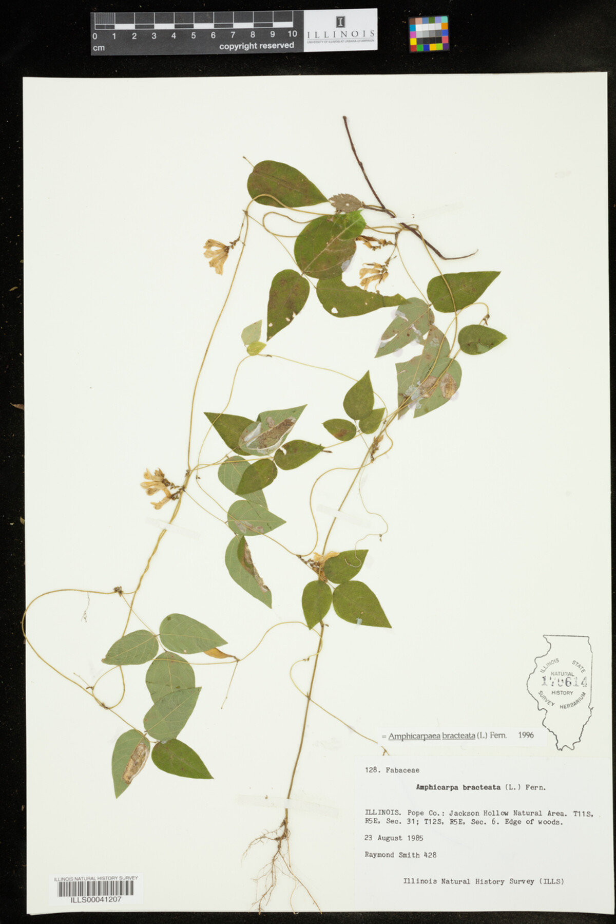 Amphicarpaea bracteata image