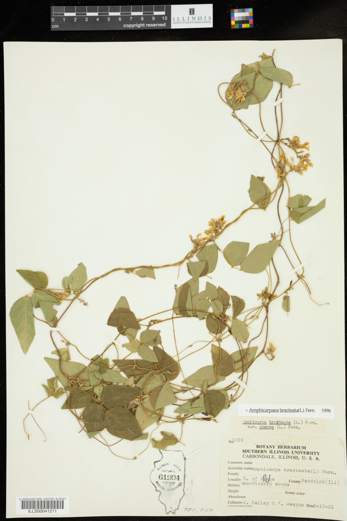 Amphicarpaea bracteata image