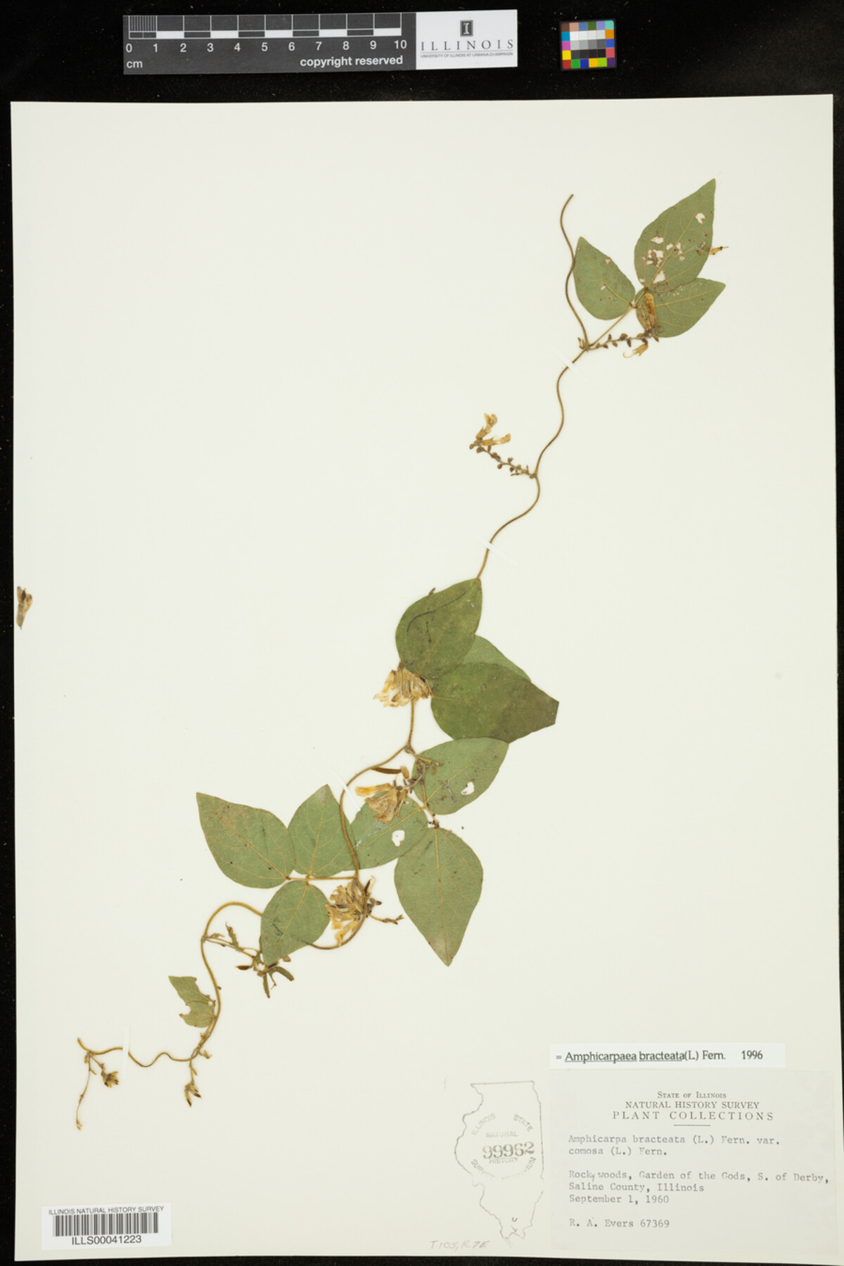 Amphicarpaea bracteata image