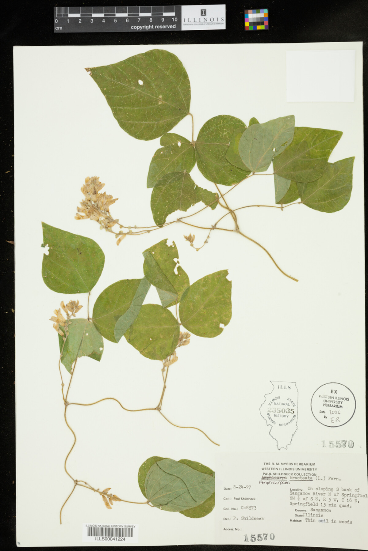 Amphicarpaea image