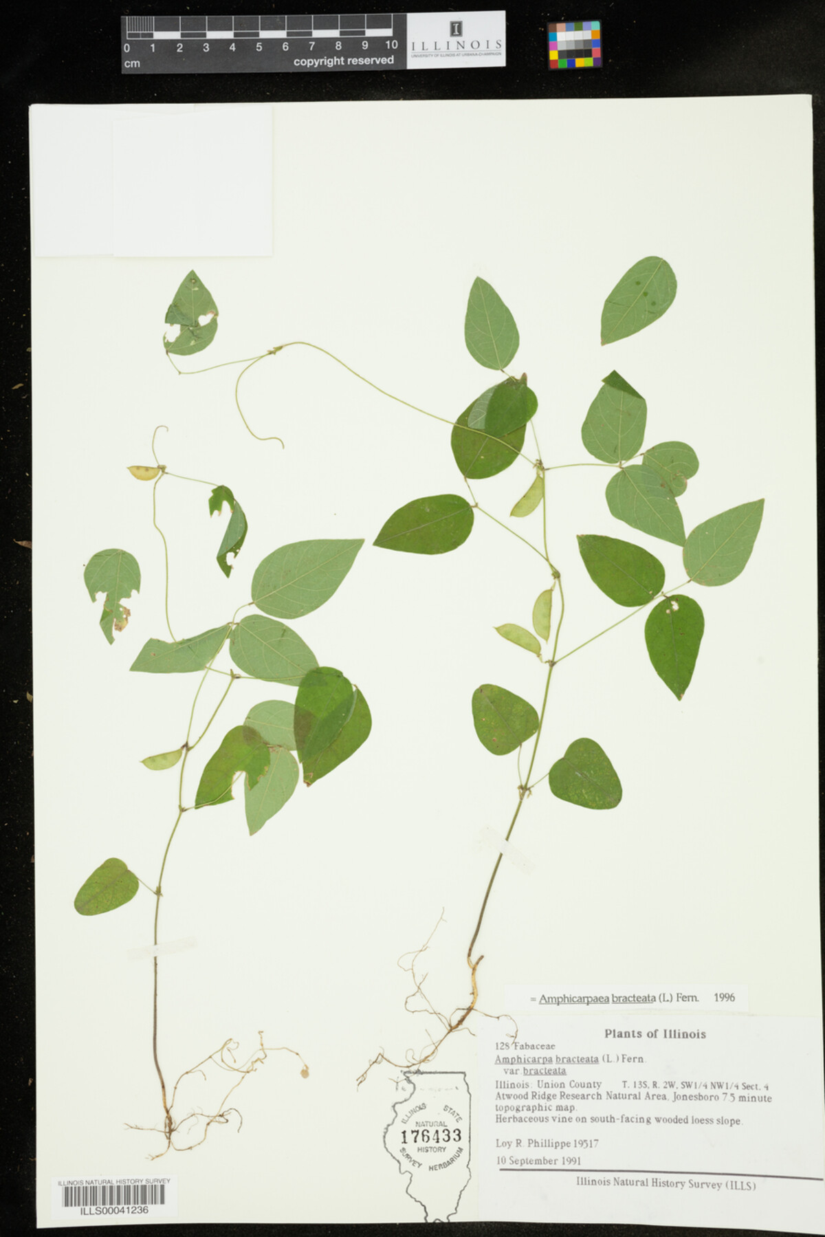 Amphicarpaea image