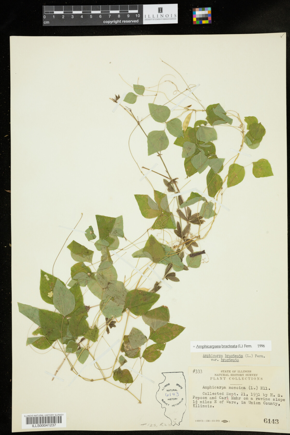Amphicarpaea bracteata image