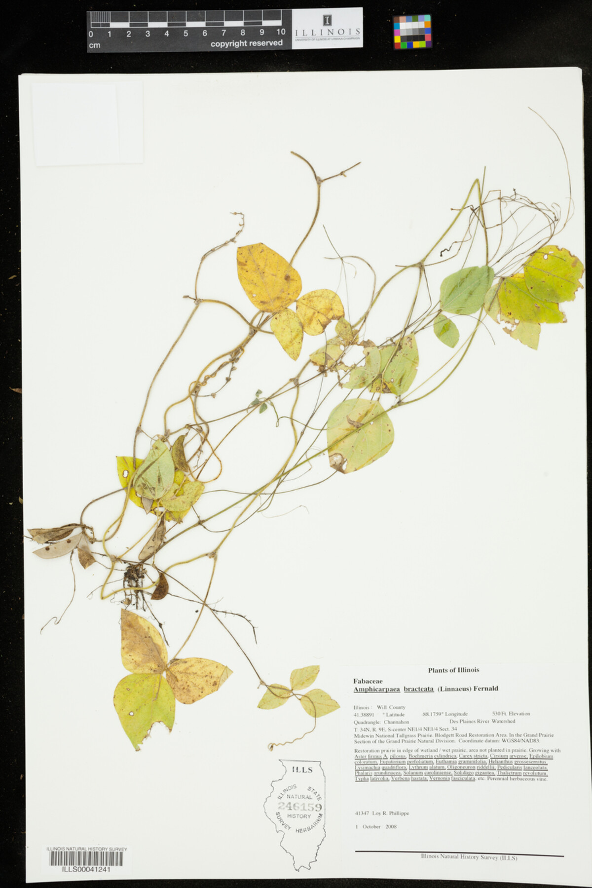 Amphicarpaea bracteata image