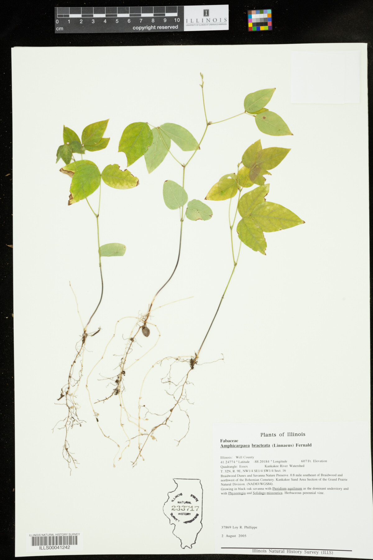 Amphicarpaea bracteata image