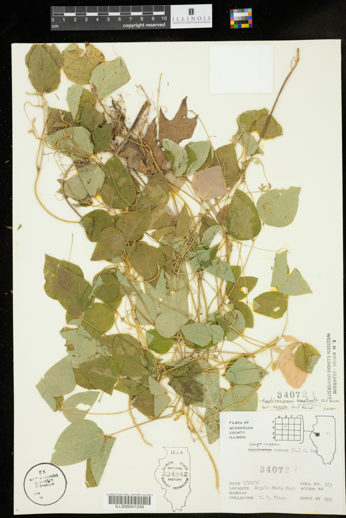 Amphicarpaea bracteata var. comosa image