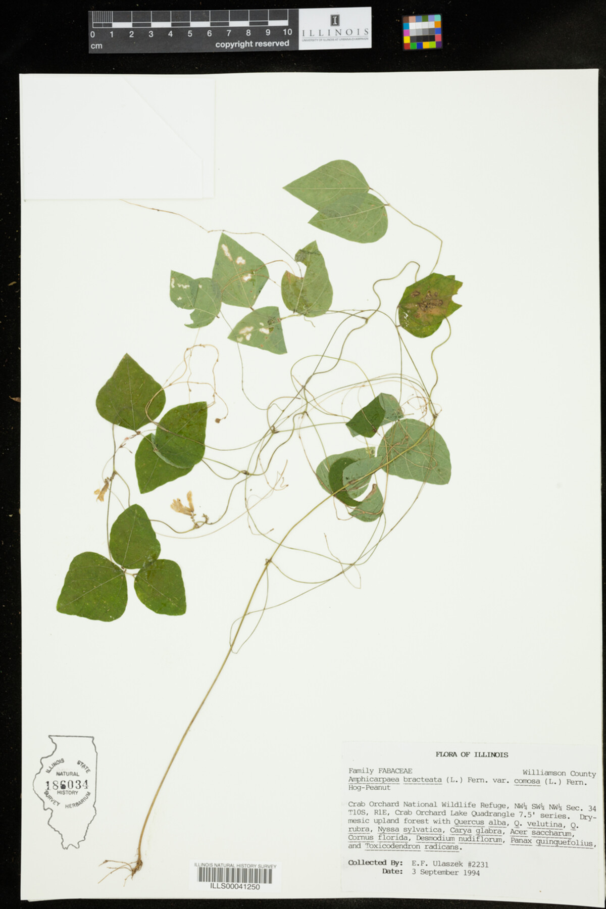 Amphicarpaea bracteata var. comosa image