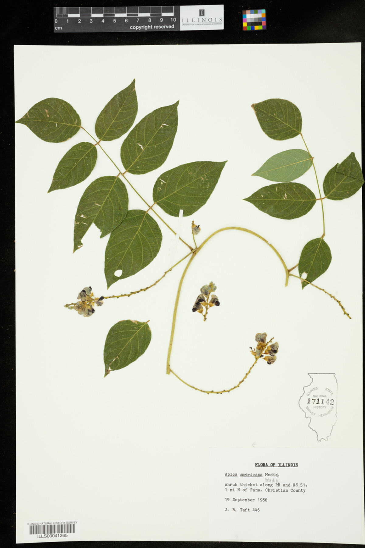 Apios americana image