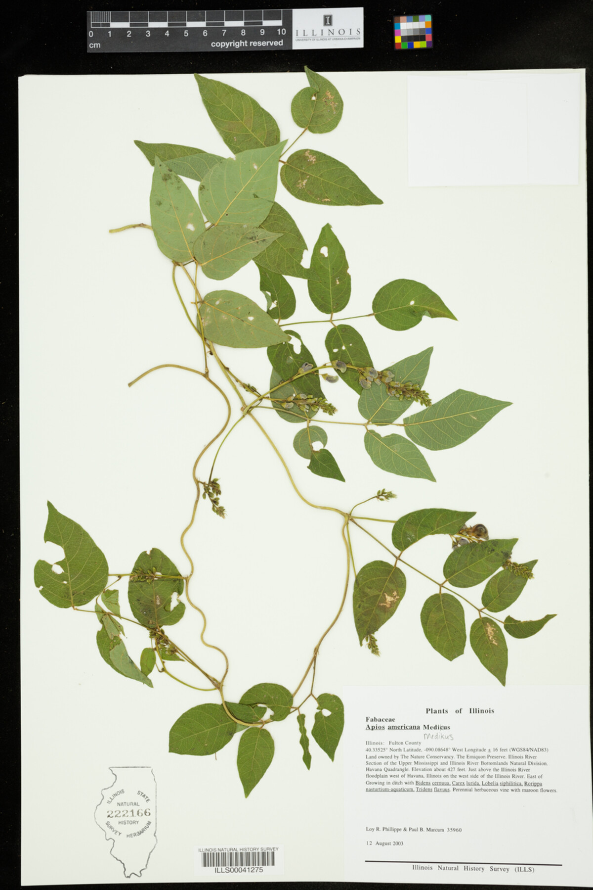 Apios americana image