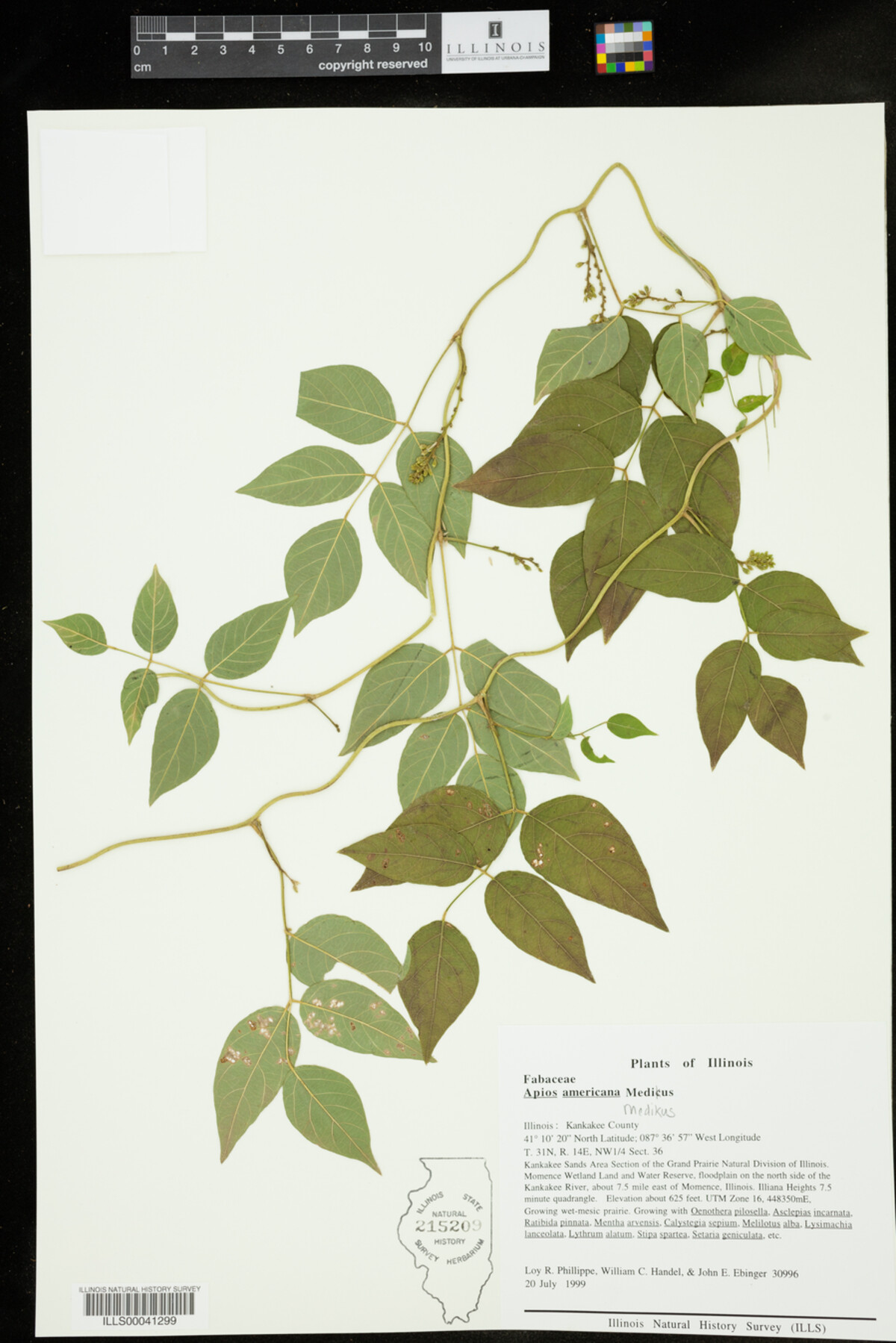 Apios image