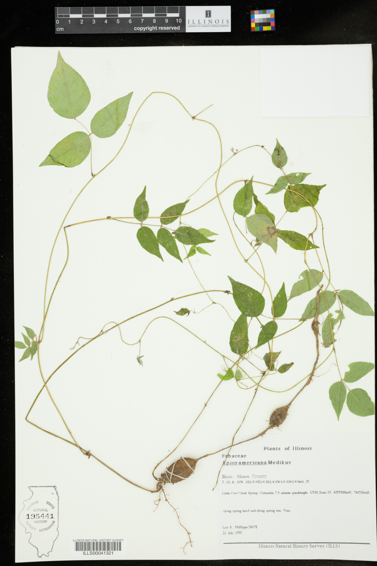 Apios americana image