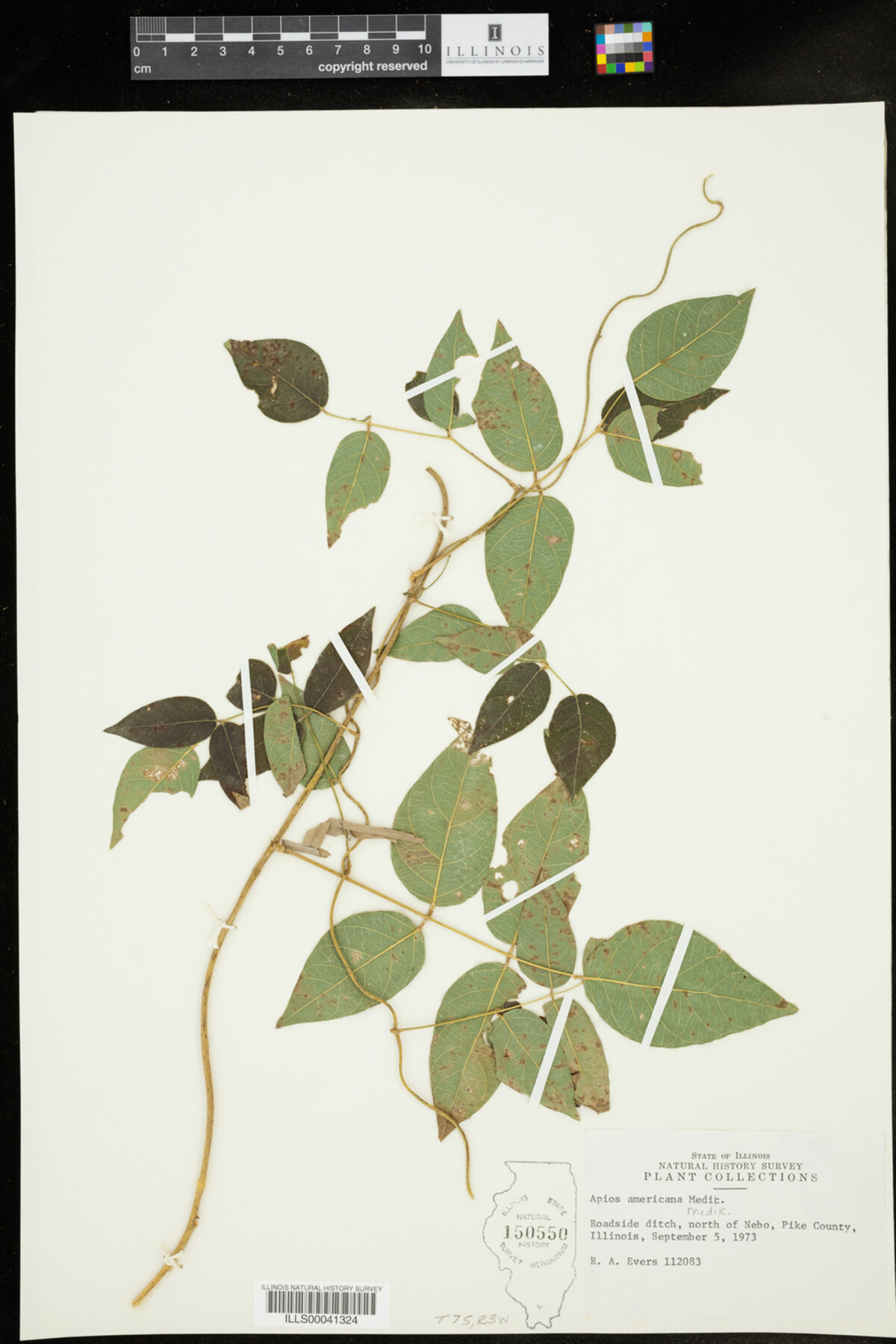 Apios americana image