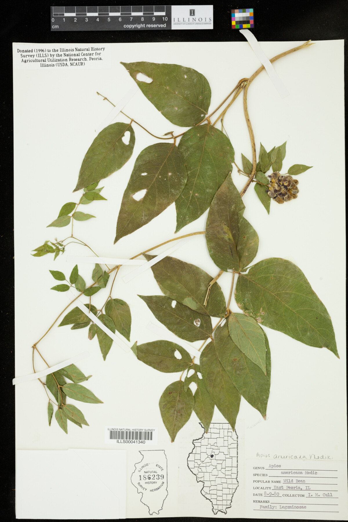 Apios americana image