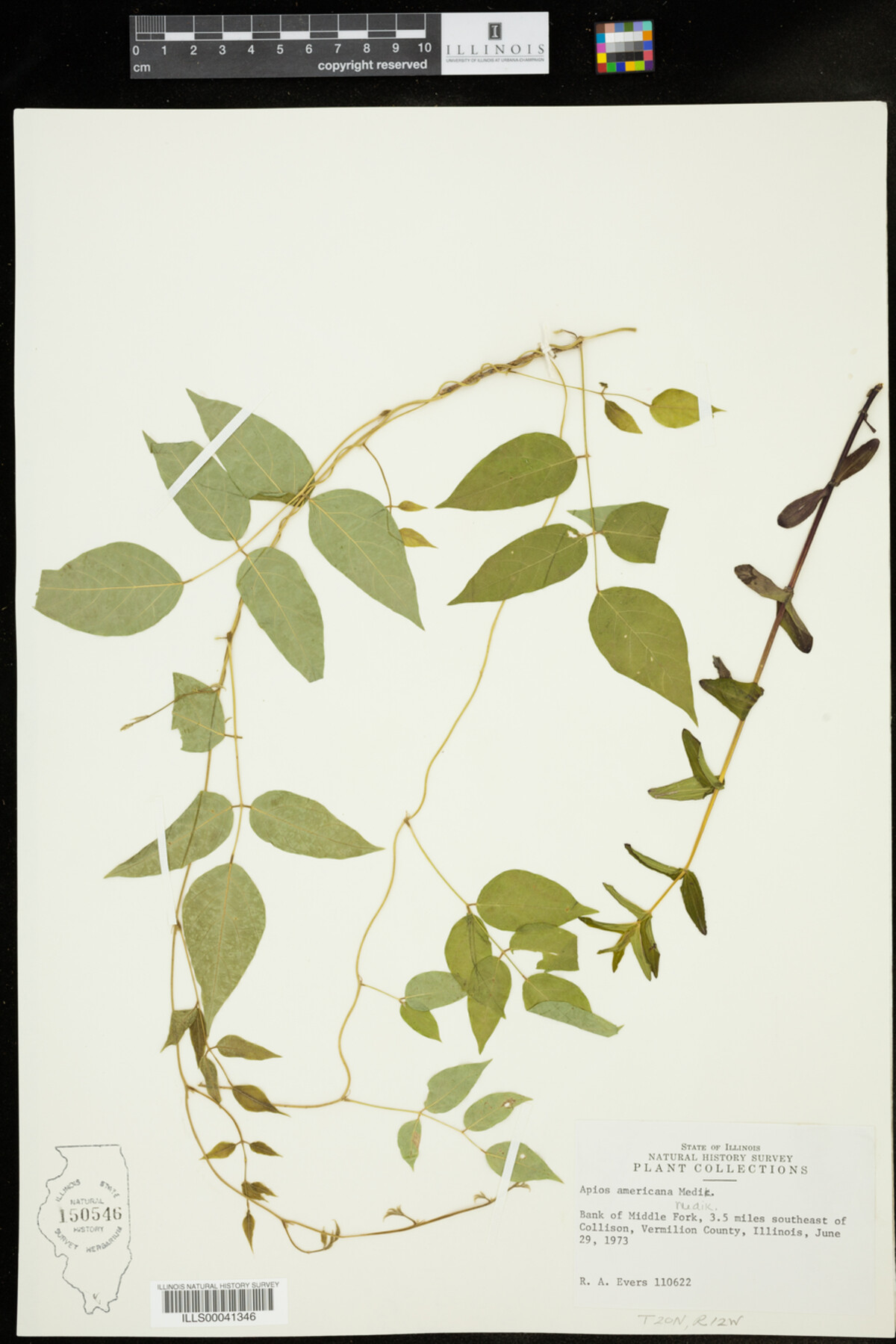 Apios americana image