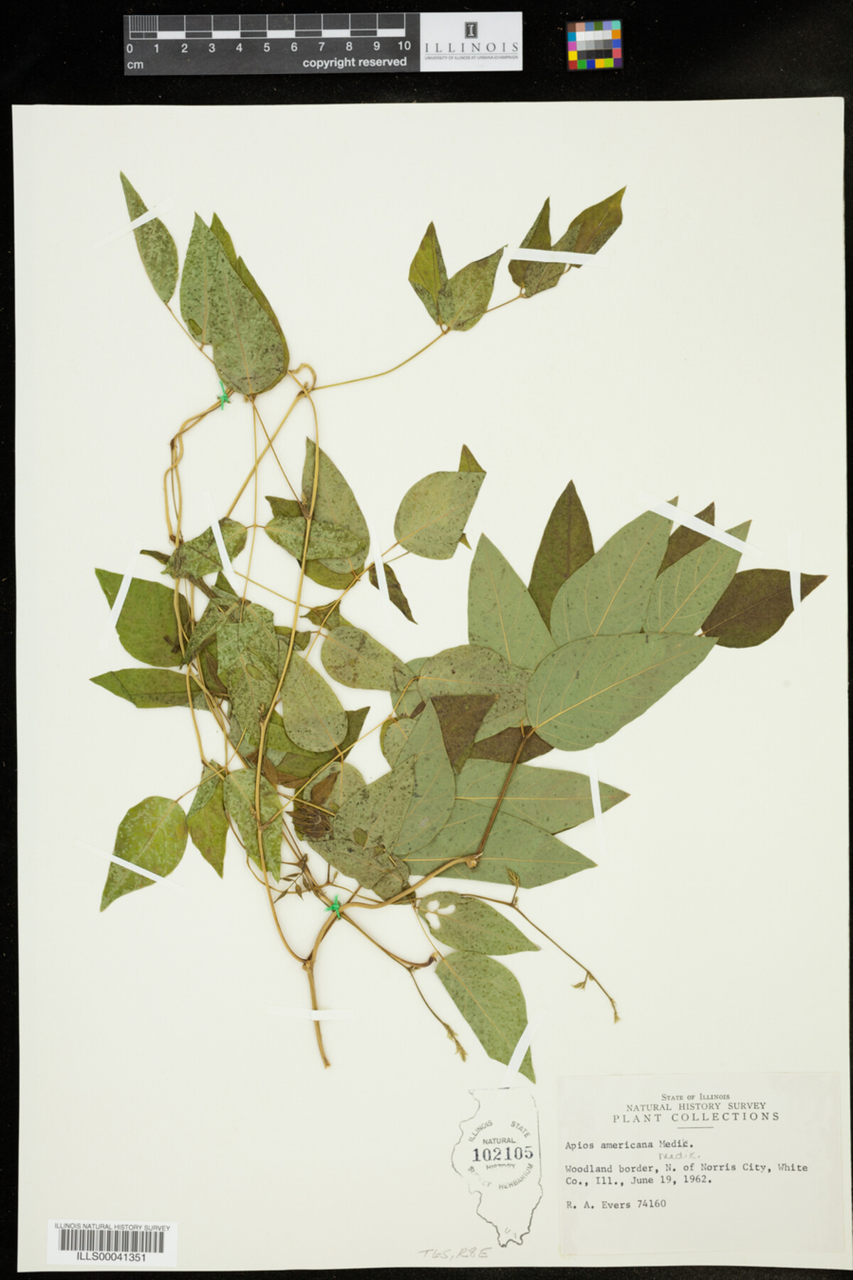 Apios image