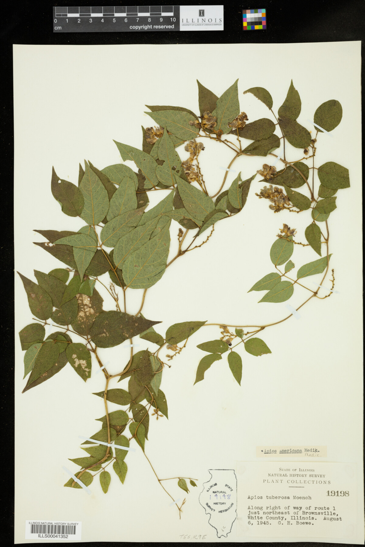 Apios americana image