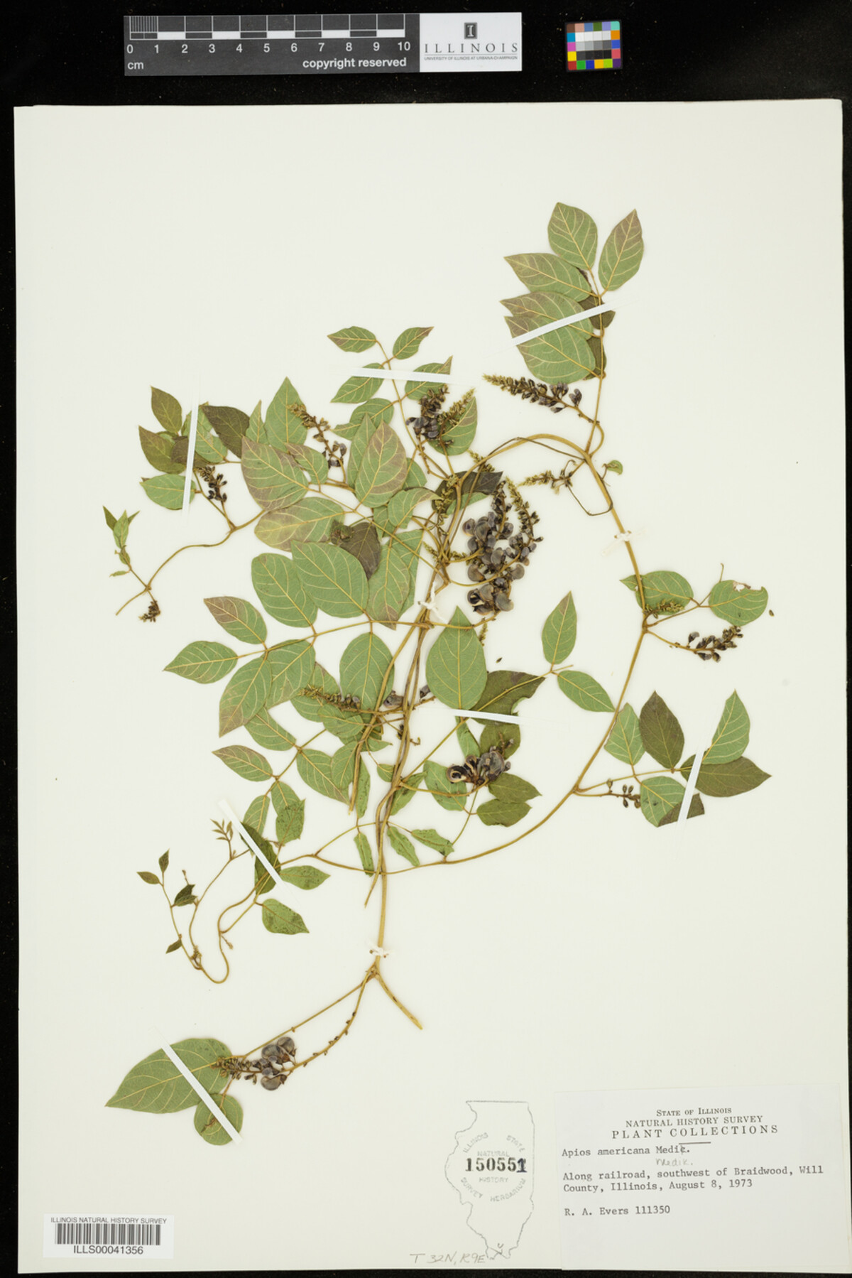 Apios americana image