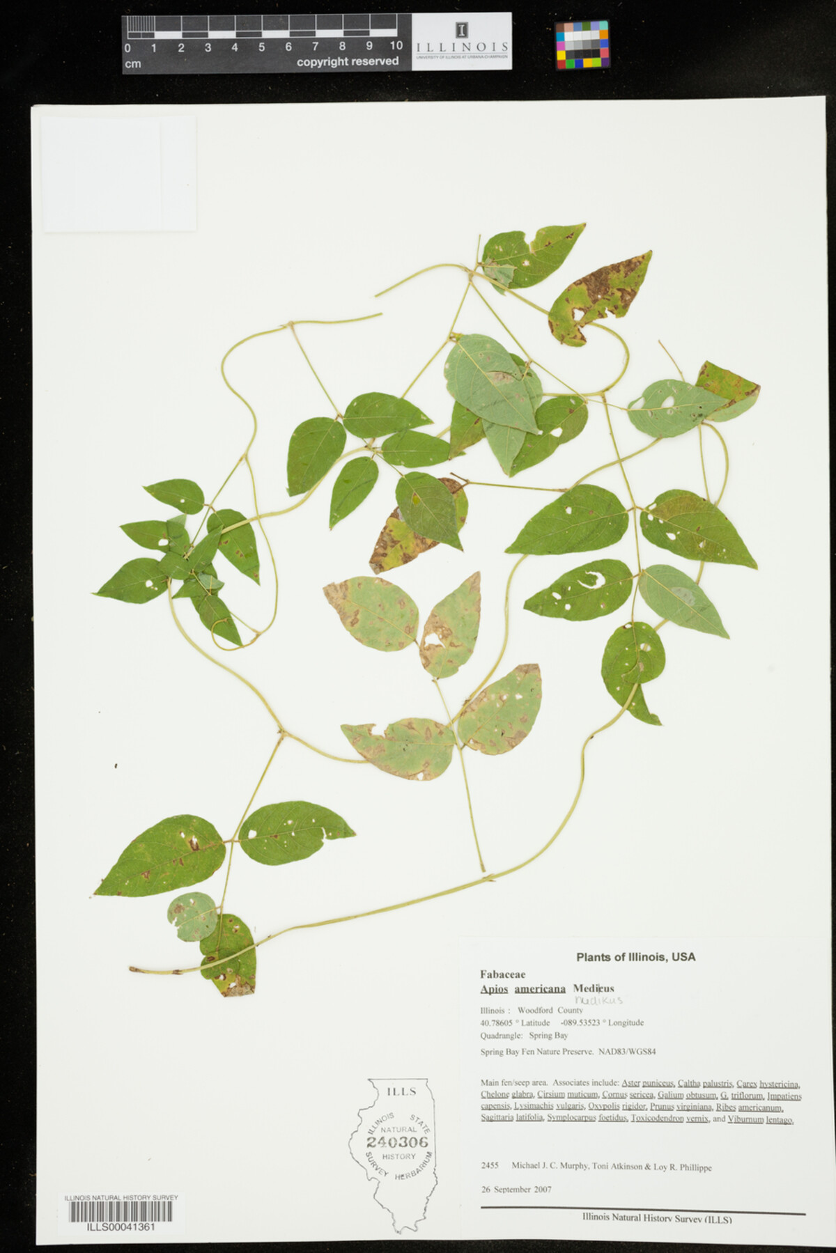 Apios americana image