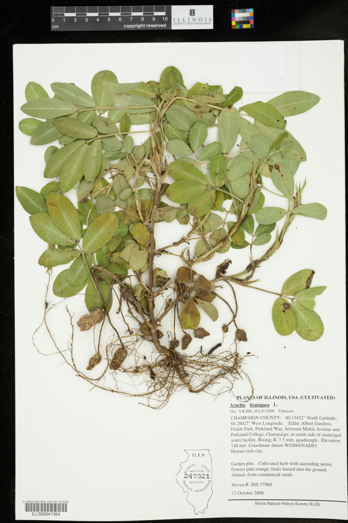 Arachis hypogaea image