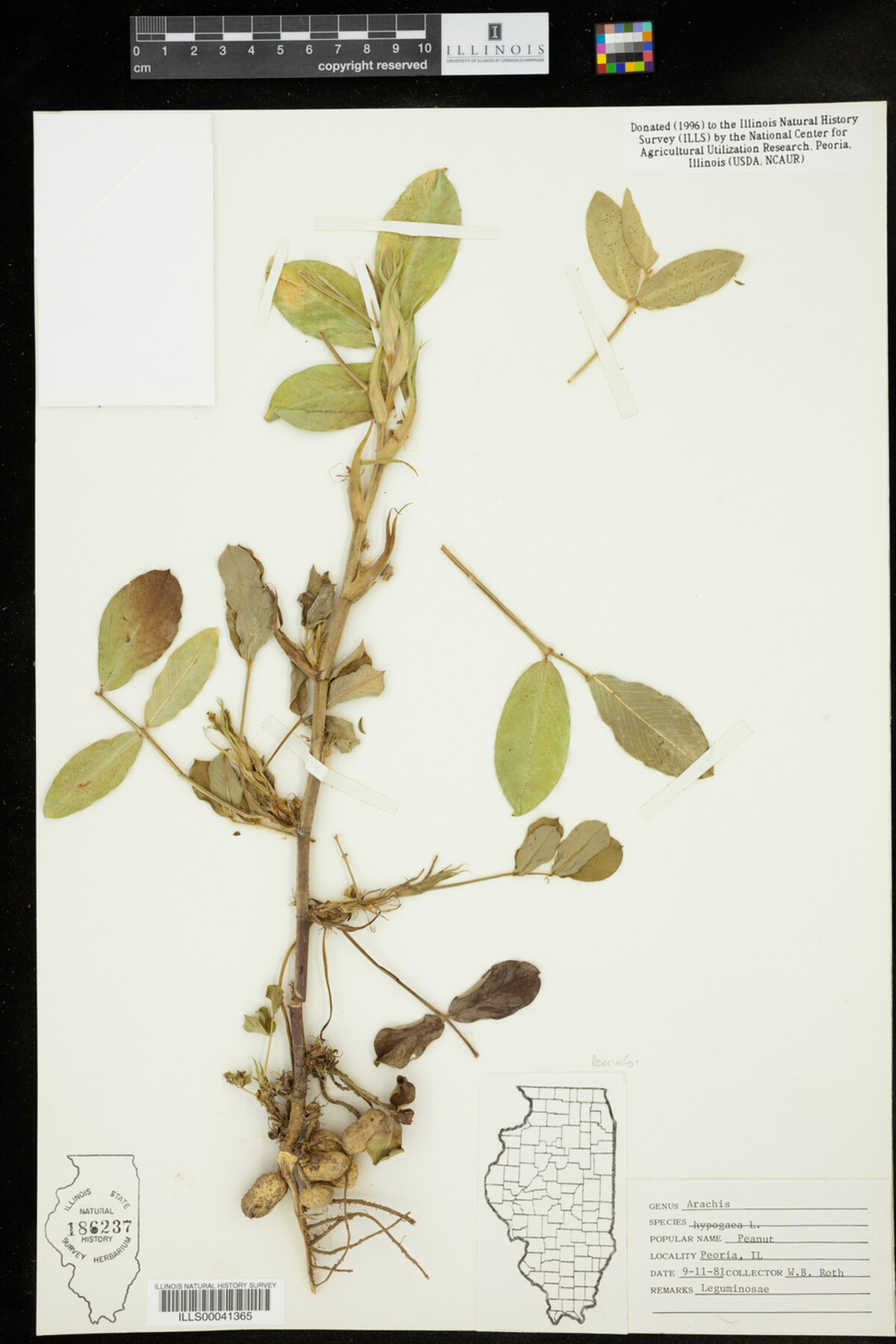 Arachis hypogaea image