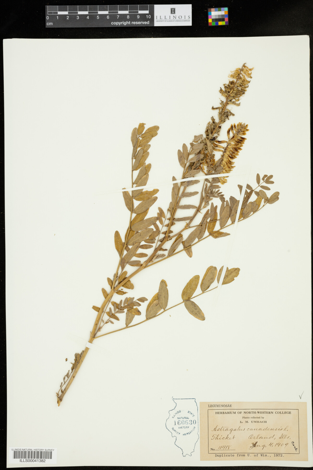 Astragalus canadensis image