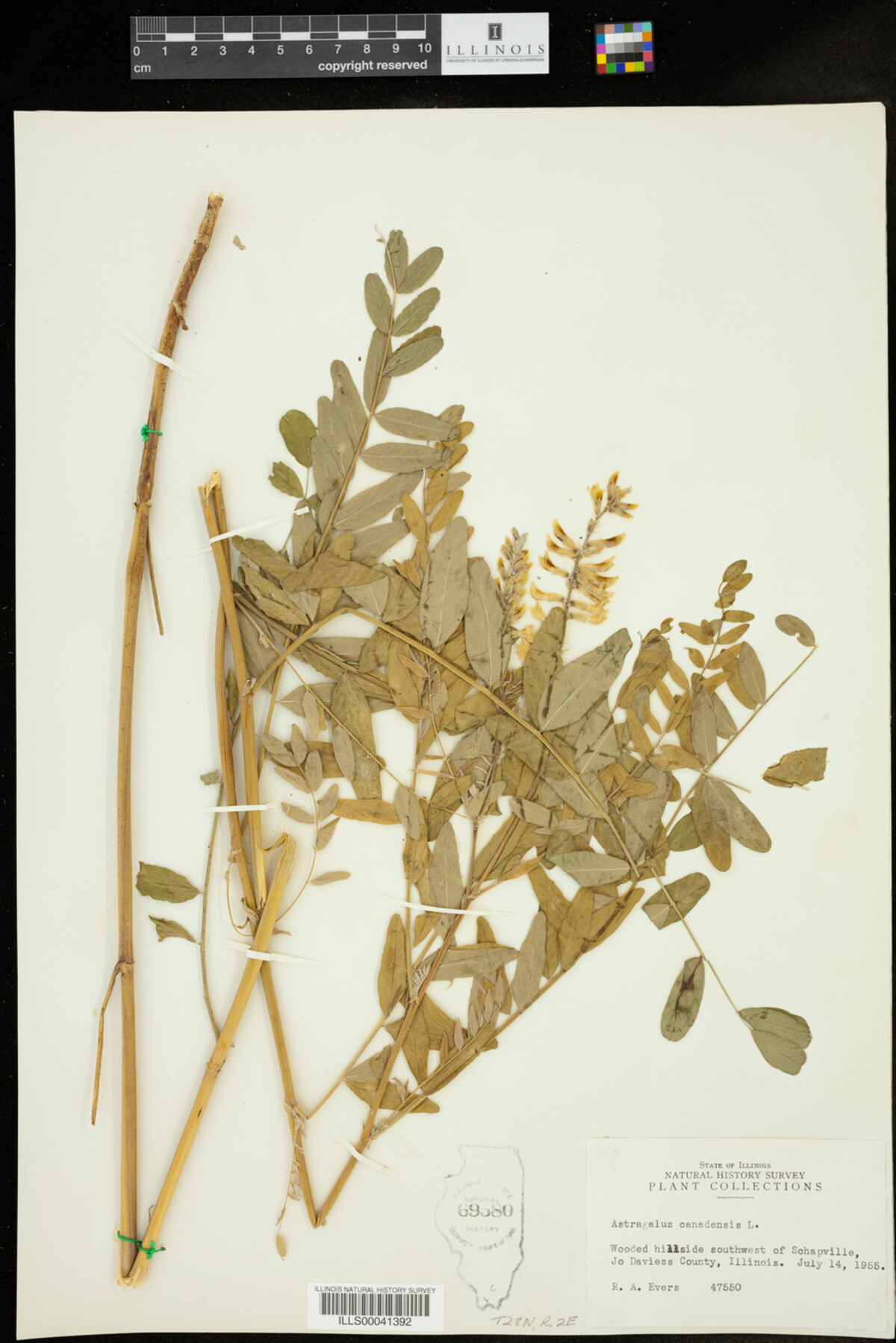 Astragalus canadensis image