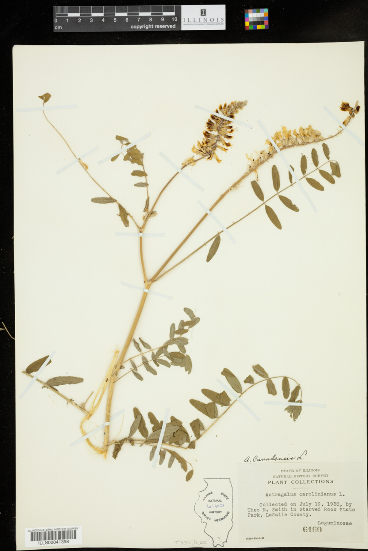 Astragalus canadensis image