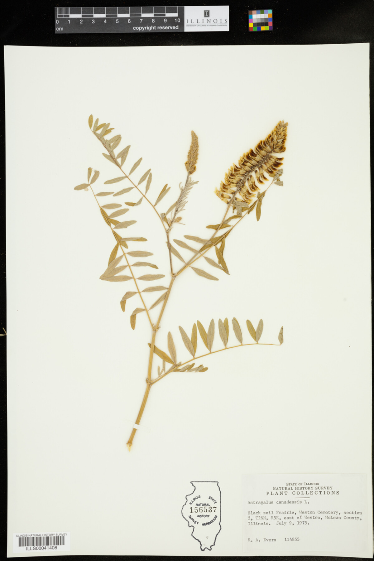 Astragalus canadensis image
