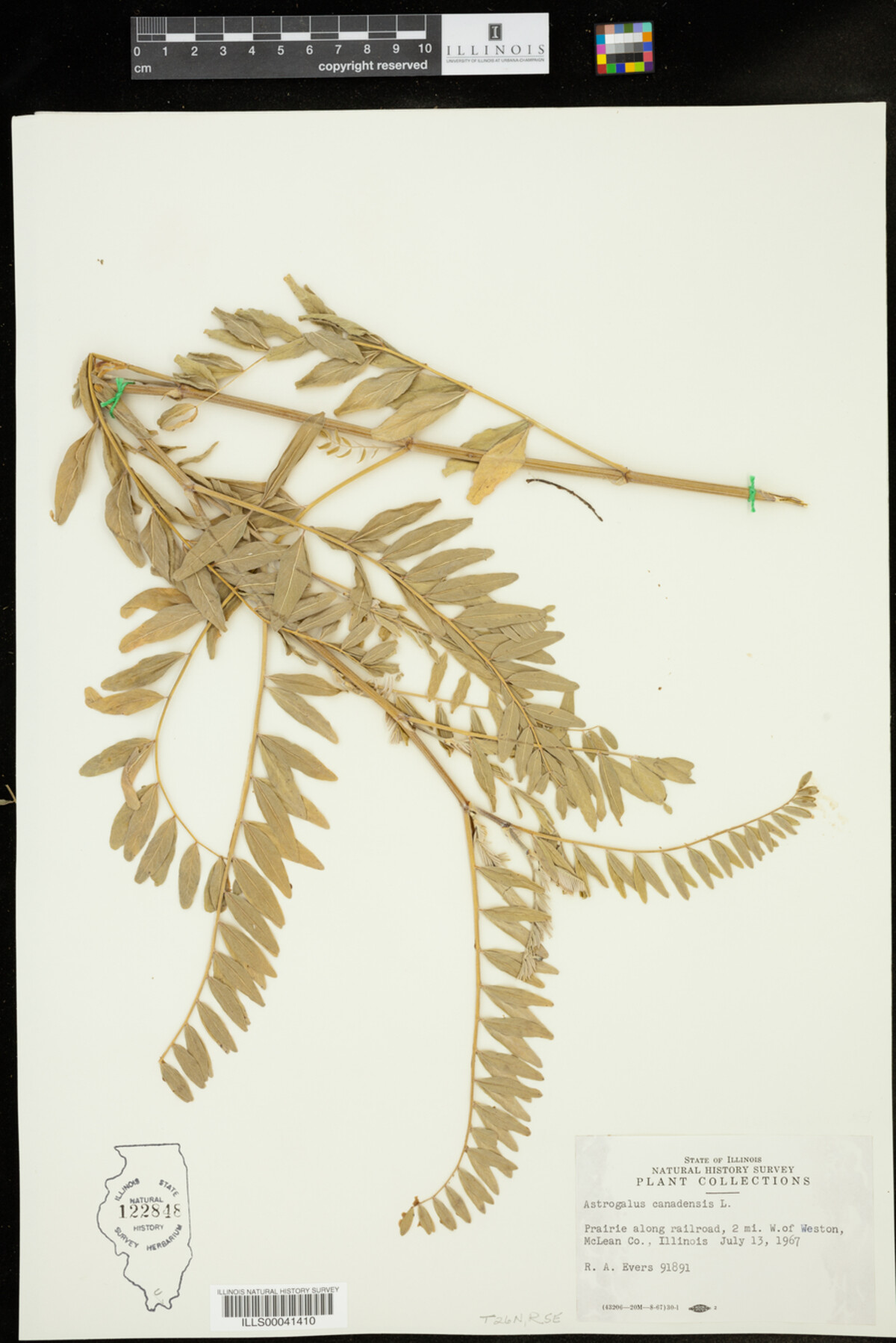 Astragalus canadensis image